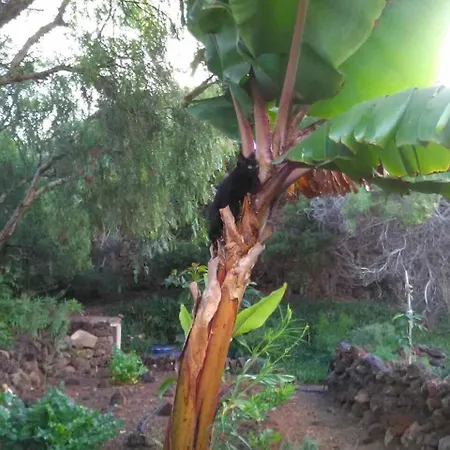 Tisalaya *